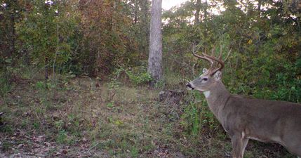 Recreational Property for sale in Texas County, Missouri