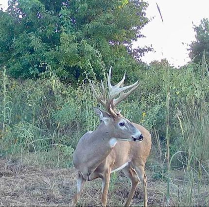 Timberland Property in Kay County, Oklahoma