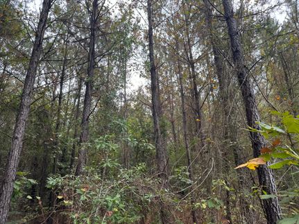 Land for sale in Rapides Parish, Louisiana