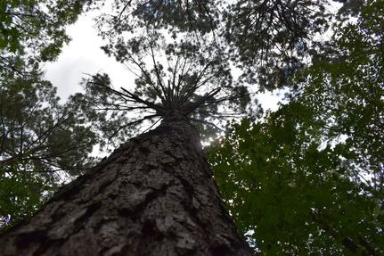 Farm and Ranch for sale in Ouachita County, Arkansas