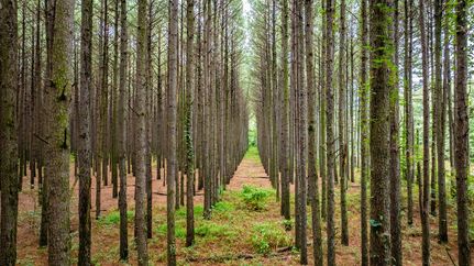 Land for sale in White County, Arkansas