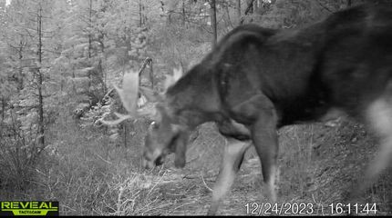 Land for sale in Stevens County, Washington