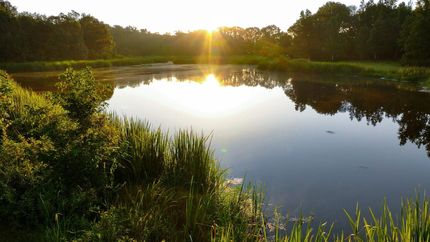 Hunting Property for sale in Henderson County, Texas