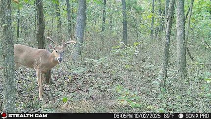 Undeveloped Land in Washington County, Arkansas