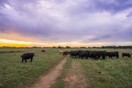 Land for sale in Morris County, Texas