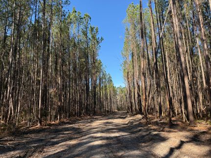 Undeveloped Land for sale in Georgetown County, South Carolina