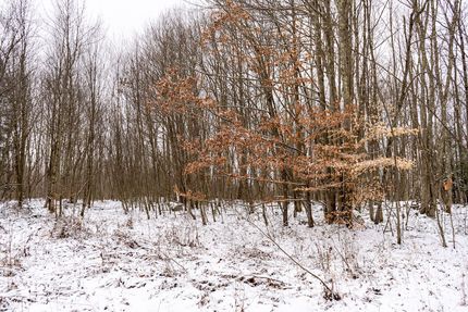 Land for sale in Preston County, West Virginia