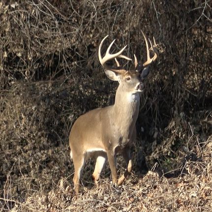 Timberland Property for sale in Hardeman County, Tennessee