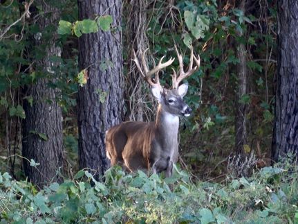 House for sale in Hardeman County, Tennessee