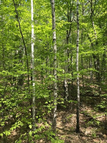 Homesite for sale in Grafton County, New Hampshire