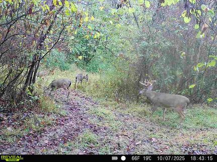 Undeveloped Land for sale in Coshocton County, Ohio