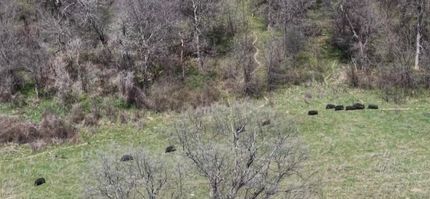 Undeveloped Land for sale in Jack County, Texas