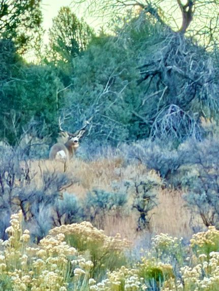 Land for sale in Rio Arriba County, New Mexico