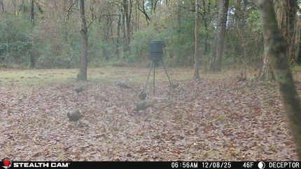 Land for sale in Jasper County, Mississippi