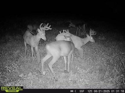 Undeveloped Land in Otter Tail County, Minnesota