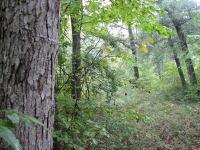 Hunting Property in Tallapoosa County, Alabama