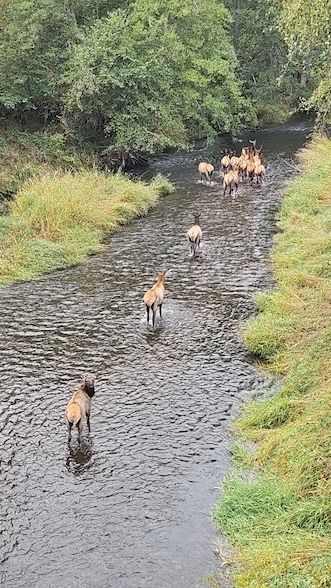 Land for sale in Douglas County, Oregon