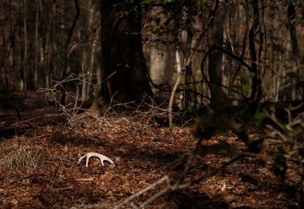 Land for sale in Wilkinson County, Georgia