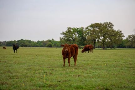 Land for sale in Milam County, Texas