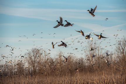 Farm and Ranch for sale in Lauderdale County, Tennessee