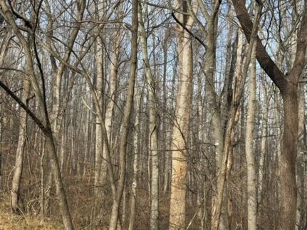 Land for sale in Appomattox County, Virginia