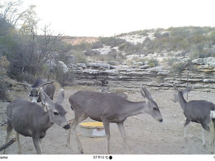 Hunting Property for sale in Terrell County, Texas