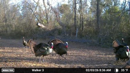 Undeveloped Land for sale in Suwannee County, Florida