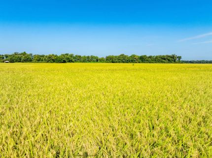 Undeveloped Land for sale in Poinsett County, Arkansas