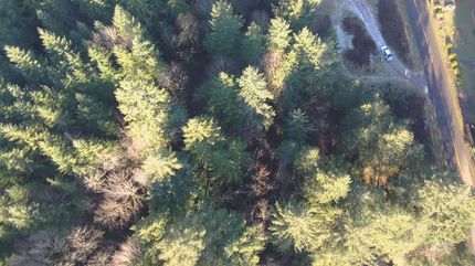 Homesite for sale in Lane County, Oregon