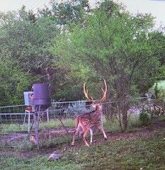 Farm and Ranch for sale in Edwards County, Texas