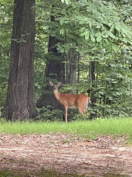 Land for sale in Saint Francis County, Arkansas