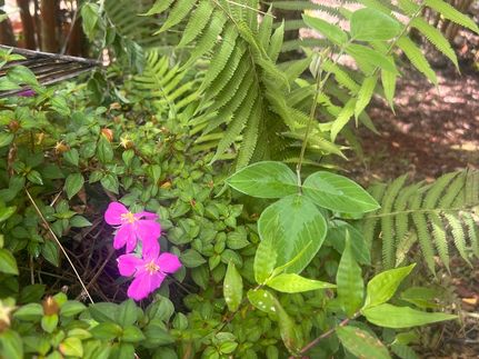 Land for sale in Hawaii County, Hawaii