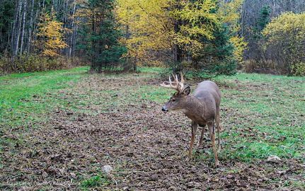 Land for sale in Langlade County, Wisconsin