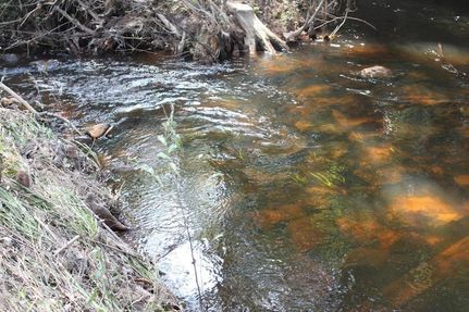 Homesite for sale in Jasper County, Texas