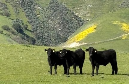 Land for sale in Monterey County, California