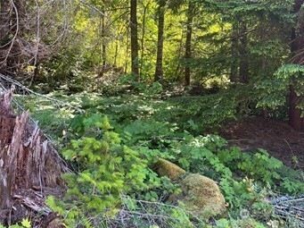 Land for sale in Lewis County, Washington