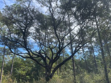 Farm and Ranch for sale in Santa Rosa County, Florida