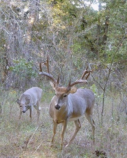 Timberland Property for sale in Okmulgee County, Oklahoma