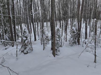 Timberland Property for sale in Gogebic County, Michigan