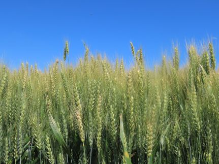 Land for sale in Clay County, Minnesota