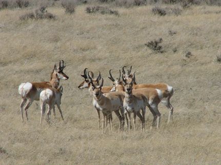 Land for sale in Niobrara County, Wyoming