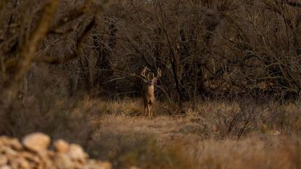 Farm and Ranch for sale in Concho County, Texas
