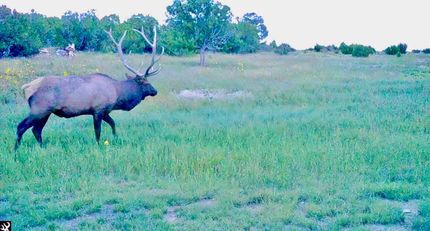 Undeveloped Land for sale in Catron County, New Mexico