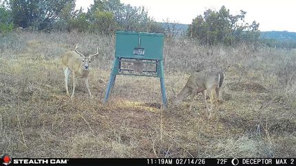 Land for sale in Taylor County, Texas