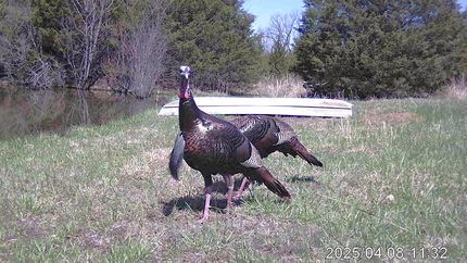 Land for sale in Laclede County, Missouri