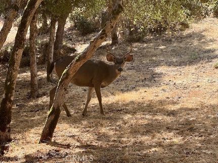 Homesite for sale in Lake County, California