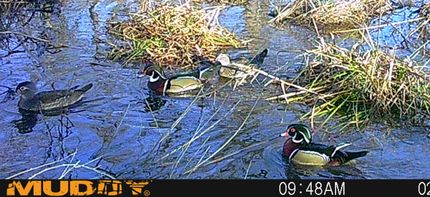 Land for sale in Cass County, Texas