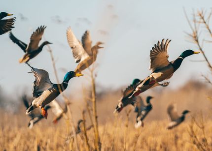 Land for sale in Jefferson County, Arkansas