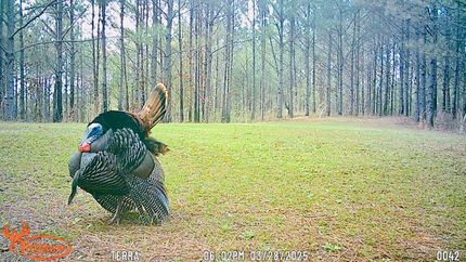 Recreational Property for sale in Prentiss County, Mississippi