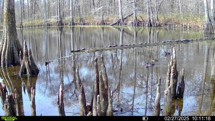 Waterfront Property for sale in Greene County, Alabama